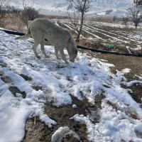 ماده سگ|سگ|گرمخان, |دیوار