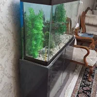 اکواریوم|ماهی|الوند, |دیوار