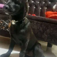 توله 3ماه جک راسل ماده