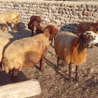 ۱۴راس گوسفند ماده|حیوانات مزرعه|نیر (اردبیل), |دیوار