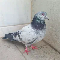 کبوتر  کاسکویی انگلیسی