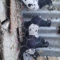 کبوتر|پرنده|تربت‌حیدریه, ۴۵ متری|دیوار