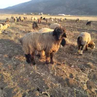 قوچ یک رون|حیوانات مزرعه|رودشت (چهارمحال و بختیاری), |دیوار