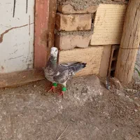 کبوتراوگون‌‌وسار‌پرشی