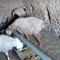 سلام دوعدد میش آبستن