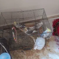 عروس هلندی|پرنده|محمدشهر, محمدشهر|دیوار