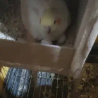 جفت عروس با تخم|پرنده|فسا, |دیوار