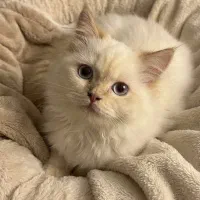 پرشین نر کاراملی