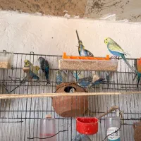مرغ عشق اسپانگل|پرنده|سبزوار, پاسداران|دیوار
