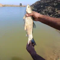 ماهی کپور آمور فیتیفاک|ماهی|دلند, |دیوار