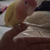 طوطی برزیلی ماده باهوش