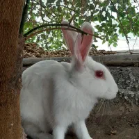 واگذاری خرگوش