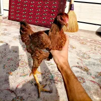 شامو اوشامو