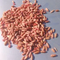 بذر تریتیکاله اصل آمریکا کالیفرنیا73وانواع بذر جو|خدمات باغبانی و درختکاری|مشهد, چاهشک|دیوار