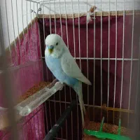 مرغ عشق انگلیسی
