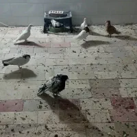 کبوتر تخم و جوجه