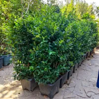 گونه های مختلف فضای سبز با قیمت مناسب و کاشت