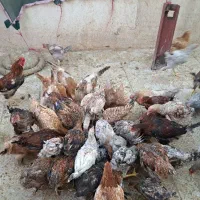 مرغ وخروس|حیوانات مزرعه|تهران, ایران|دیوار
