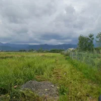 ۱۱۰۰۰متر مزرعه تالش جماکوه مناسب کاشت کیوی|فروش زمین و ملک کلنگی|تالش, هشتپر|دیوار