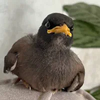 گمشده