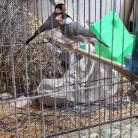 فنچ نرگسی مولد|پرنده|صوفیان, |دیوار