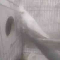 عروس هلندی جوجه مولد