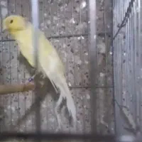 قناری ماده بلند کشیده