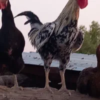 خروس