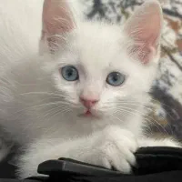 واگذاری رایگان بچه گربه تحتنظرانجمنحمایتازحیوانات