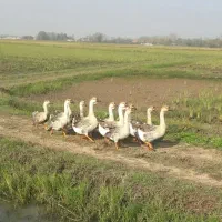 قوغاز|حیوانات مزرعه|خمام, |دیوار