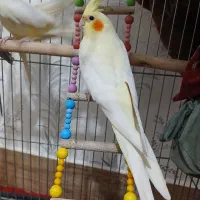 عروس هلندی ماده