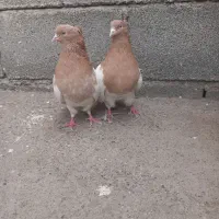 کبوتر کله زرد|پرنده|میانه, |دیوار