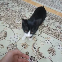 گربه نر تاکسیدو نو جوان واگذاری رایگان|گربه|رشت, باهنر|دیوار