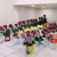 پخش عمده گل رز هلندی ارسال به سراسر کشور|گل و گیاه طبیعی|شیراز, جوادیه|دیوار