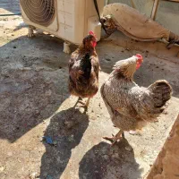 با سلام دو عدد مرغ زیبا ب فروش میرسه