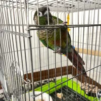 طوطی گرینچیک سخنگو رام دستی  معاوضه با سهره قرص|پرنده|باغستان, |دیوار