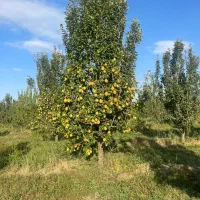 فروش مجموعه‌ای از بهترین خانه باغ‌ها در نقده|فروش زمین و ملک کلنگی|نقده, |دیوار