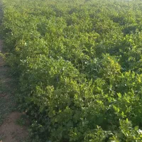 زمین کشاورزی ابی|فروش دفتر صنعتی، کشاورزی، تجاری|شیرینسو, |دیوار