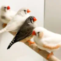 فنچ