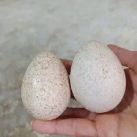 تخم بوقلمون محلی