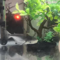 آکواریوم با لوازم و ماهی|ماهی|تهران, شهرک نفت|دیوار