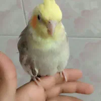 عروس هلندی دستی و سخنگو|پرنده|برخوار, |دیوار