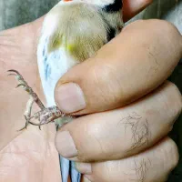جوجه سهره|پرنده|تهران, اتابک|دیوار