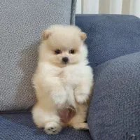 پامرانین سایز ریزتضمینی|سگ|کرج, گوهردشت|دیوار