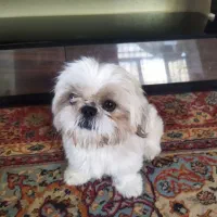 اسمش کوکو نژاد شیتزو فلت