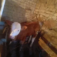 گاو سیمینتال با گوساله نر