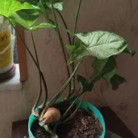 گل و گلدان