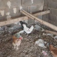 تخم مرغ نطفه دار گلین