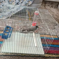 سهره|پرنده|شیراز, شهرک مهرگان|دیوار