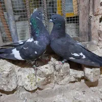 یک جفت کبوتر بهرینی|پرنده|قصرشیرین, |دیوار